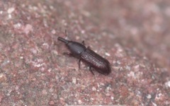 Euophryum