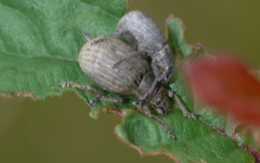 Attactagenus plumbeus