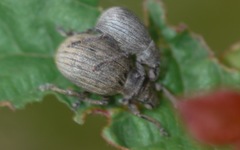 Attactagenus plumbeus