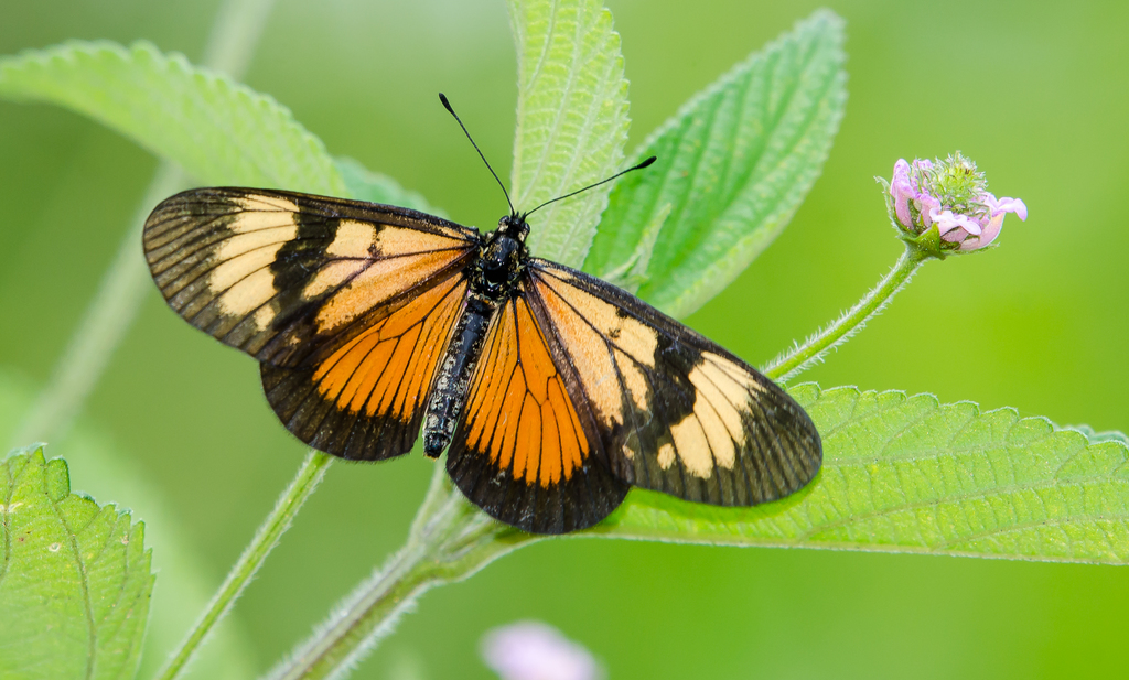 Actinotes
