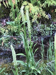 Platanthera dilatata