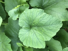 Cucurbita maxima