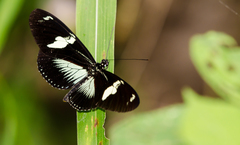 Heliconius doris viridis