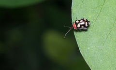 Alagoasa trifasciata