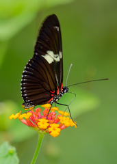 Heliconius doris viridis