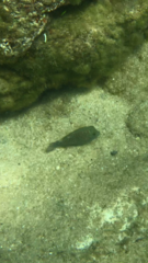 Canthigaster amboinensis