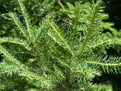 Picea brachytyla