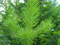 Picea brachytyla