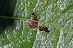 Prenolepis imparis