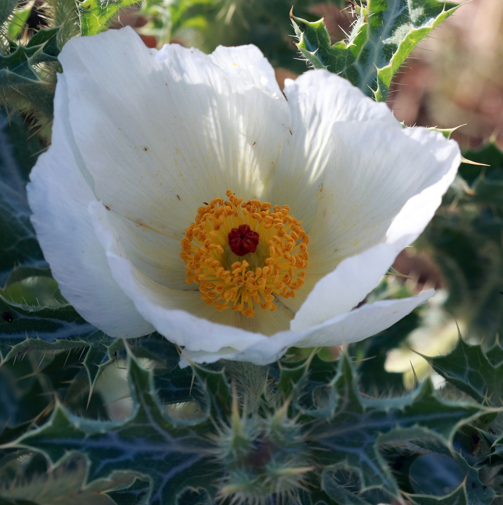 Hedgehog pricklypoppy (Argemone squarrosa)