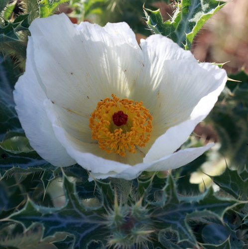 Hedgehog Pricklypoppy (Argemone squarrosa)