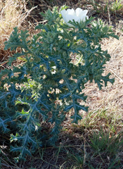 Argemone squarrosa