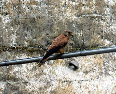 Falco naumanni
