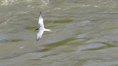 Sterna hirundo