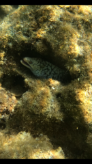 Gymnothorax steindachneri