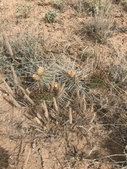 Opuntia trichophora