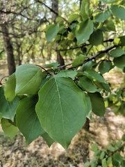 Prunus armeniaca