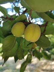 Prunus armeniaca