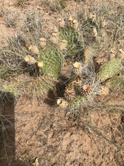 Opuntia trichophora