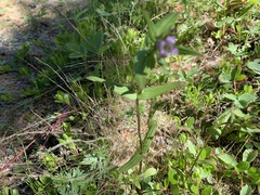 Gentianella diemensis