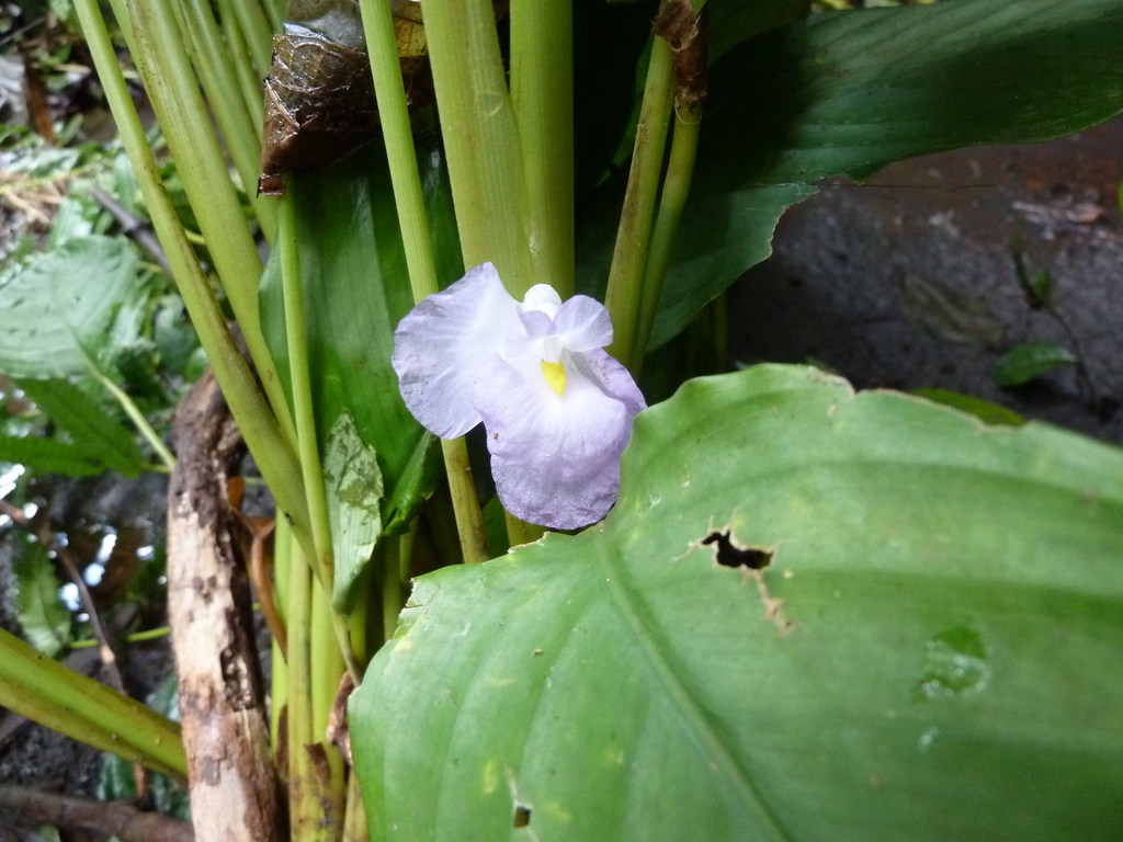 Halopegia