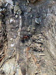 Camponotus vicinus
