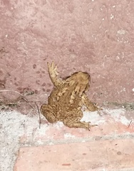 Bufo bufo
