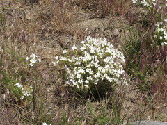 Leptosiphon floribundus