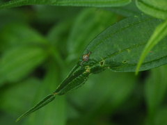 Macrochlamys hippocastaneum