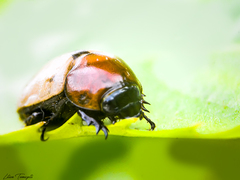 Cyclocephala melanocephala