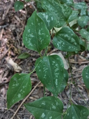 Smilax excelsa