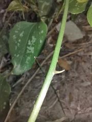 Smilax excelsa