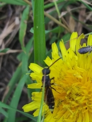 Sapyga martinii