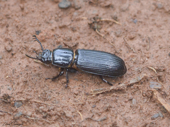 Passalus alius
