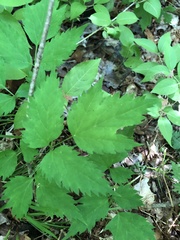 Actaea pachypoda