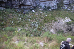 Helichrysum fruticans