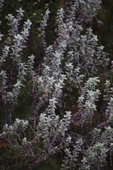 Helichrysum fruticans