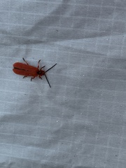 Dictyoptera