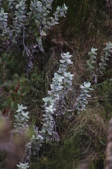 Helichrysum fruticans