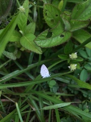 Cupido comyntas texana