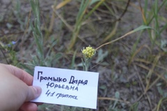 Helichrysum arenarium