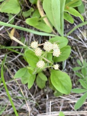 Antennaria racemosa