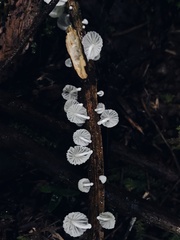 Mycena margarita