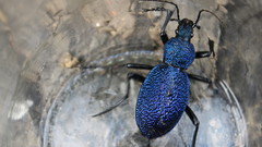 Carabus scabrosus tauricus