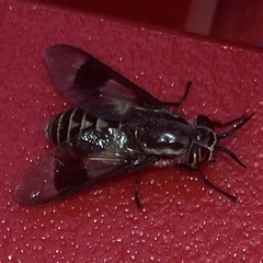Chrysops aestuans