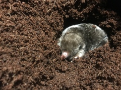 Eastern Mole photo 2
