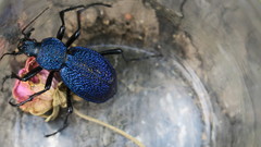 Carabus scabrosus tauricus