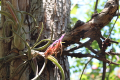 Tillandsia caput-medusae