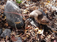 Heteromys irroratus