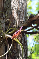 Tillandsia caput-medusae